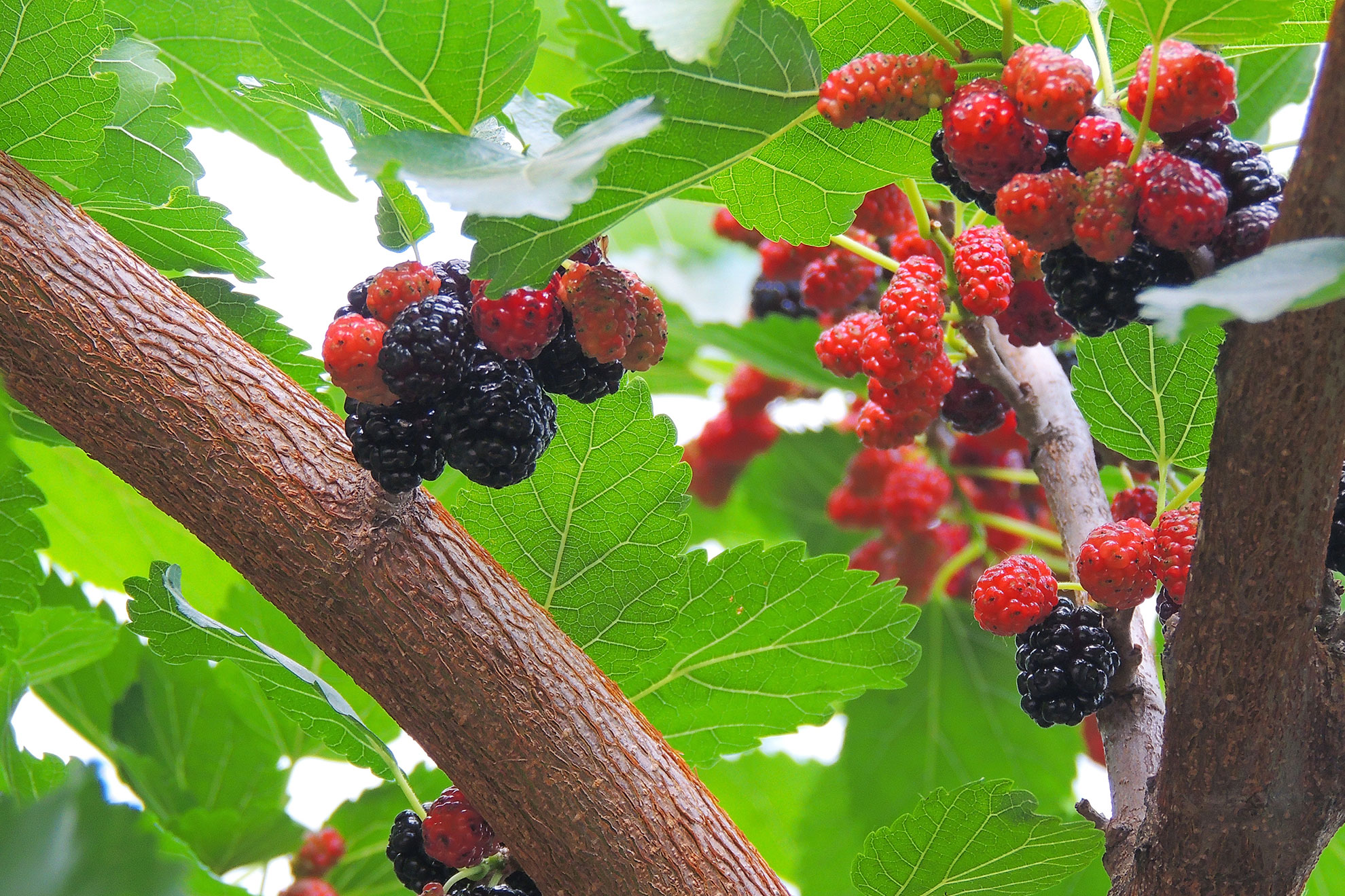 mulberry-tree